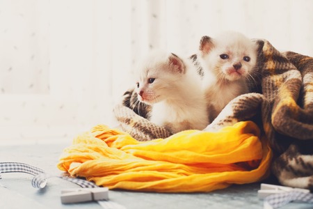 White newborn kittens in a plaid blanket. Sweet adorable tiny kittens on a serenity blue wood background play with cat toy and ribbon. Small cats. Funny kittens crawling and meowingの写真素材