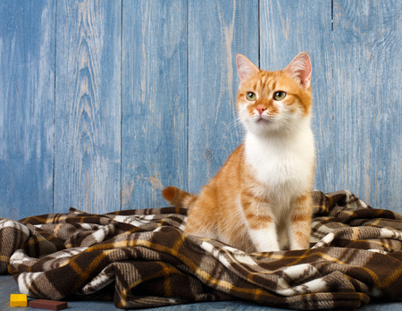 Ginger cat sitting on plaid blanket at blue wooden background. Red orange cat with white chest portrait.の写真素材
