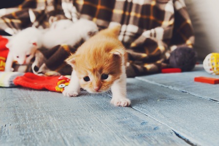 Kitten and mittens. Red orange newborn kitten near a plaid blanket. Sweet adorable tiny kitten on a serenity blue wood background play with mitten.の写真素材