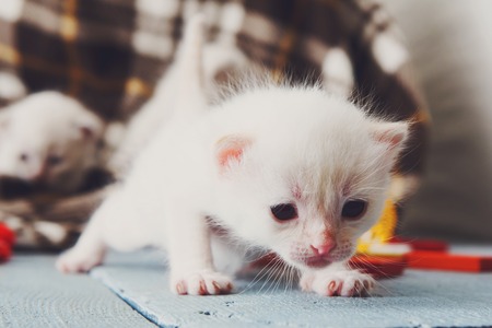 White newborn kitten in a plaid blanket. Sweet adorable tiny kitten on a serenity blue wood background.の写真素材