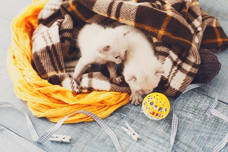 White newborn kittens in a plaid blanket. Sweet adorable tiny kittens on a serenity blue wood background play with cat toy and ribbon. Small cats. Funny kittens crawling and meowingの写真素材