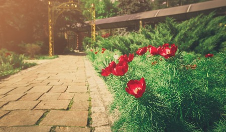 Red tulips near garden path. Landscape design of garden. Modern landscaping. Flowerbed and evergreen bushes.の写真素材