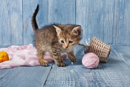 Grey kitten with pink wool ball and straw basket. Playful grey kitten.の写真素材
