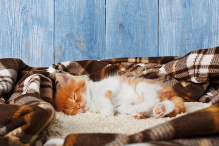 Ginger kitten with white chest. Long haired red orange kitten sleep at plaid blanket.の写真素材