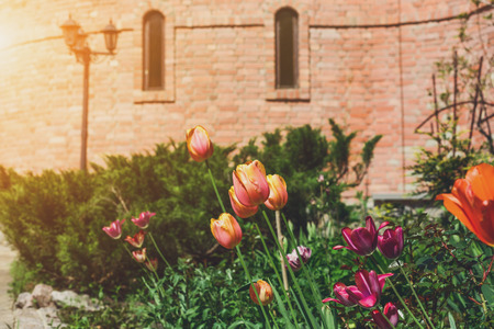 Red and pink tulips in the garden near castle.の写真素材