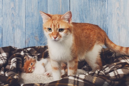 Ginger cat with its kitten on plaid blanket at blue wooden background. Red orange cat with white chest stands near ginger sleepy kitten. Maternity, motherhood, pet care.の写真素材