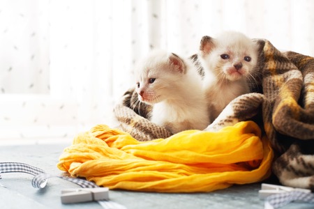 White newborn kittens in a plaid blanket. Sweet adorable tiny kittens on a serenity blue wood background play with cat toy and ribbon. Small cats. Funny kittens crawling and meowingの写真素材