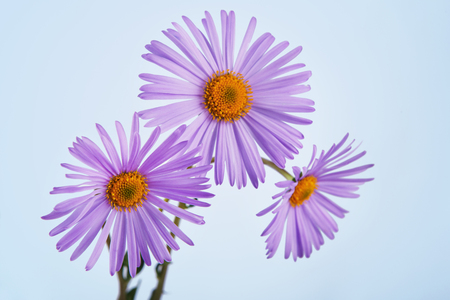 Aster amellus flower closeup. Close view of purple aster flower at blue background. Violet Aster daisy alike bouquet. Flower background.の写真素材