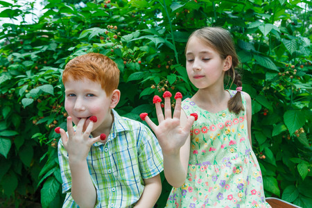 Happy children eating raspberry from fingers in summer garden. Redhead funny boy and girl, sister and brother having fun outdoors in raspberry cane. Healthy food for kidsの写真素材