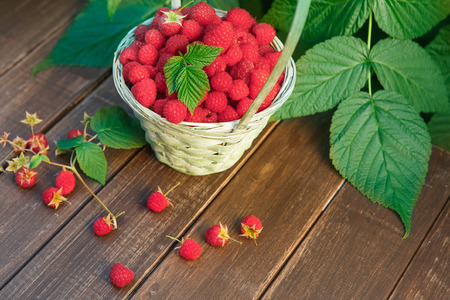 Wicker basket full of raspberries closeup on wooden table outdoors at raspberry bush with green...