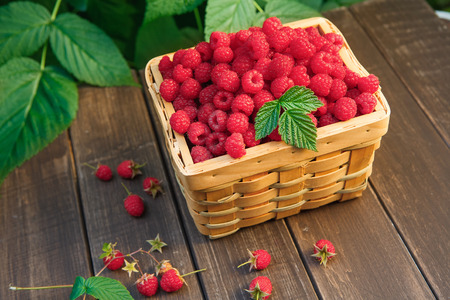 Wicker basket full of raspberries closeup on wooden table outdoors at raspberry bush with green leaves background. Summer harvest of berriesの写真素材
