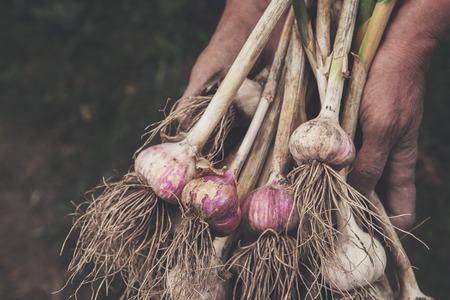 Organic garlic bulbs gathered at ecological farm in old farmer's dirty hands. Harvest at agricultural production business. Natural healthy food outdoors in field. Soft toningの写真素材