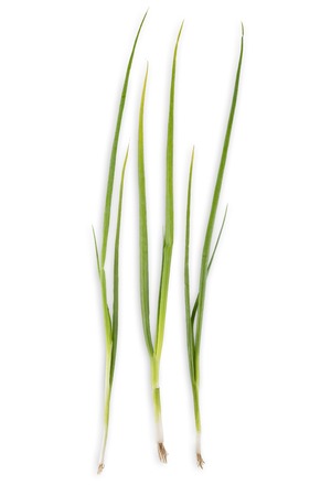 Three green onions isolated on white background. Closeup image of spicy vegetable and herb, healthy natural organic foodの写真素材