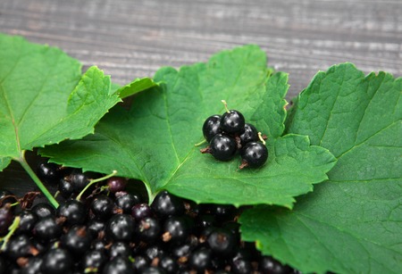 Fresh ripe black currants heap on rustic wood background. Natural organic berries with green leaves scattered on weathered grey wooden table, new berry harvest top view closeupの写真素材
