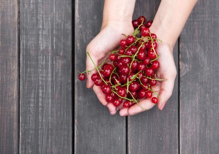Handful of fresh red currants in woman's hands on brown rustic wood background. Harvest of healthy food concept. Natural ripe organic berries on wooden table, top view.の写真素材