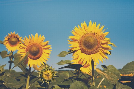 Sunflowers at blue sky background. Agricultural business, sunflower oil production. Summer farming. Cultivated sunny field with bright yellow flowers. Soft toned, faded image coloringの写真素材