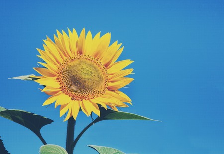 Sunflower at blue sky background. Agricultural business, sunflower oil production. Summer farming. Bright yellow flower at field on sunny day, soft toning.の写真素材