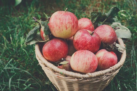 Wicker basket full of red and yellow ripe autumn apples closeup on green grass background. Seasonal fruit gathering, fall harvest in apple garden, agriculture and farming conceptの写真素材