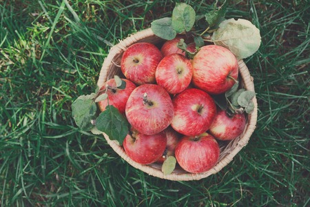 Wicker basket full of red and yellow ripe autumn apples top view on green grass background. Seasonal fruit gathering, fall harvest in apple garden, agriculture and farming conceptの写真素材