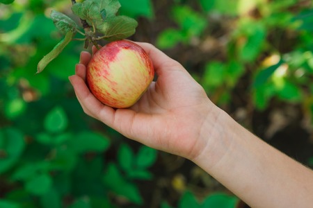 Child's hand pick red ripe apple on a tree branch. Closeup of fresh organic apple with green leaves. Autumn garden in village. Growing seasonal fruits, gather harvest at farm, agricultural conceptの写真素材