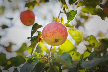 Red ripe apple on branch of tree. Closeup of fresh organic apples with green leaves. Sunny autumn garden in village. Growing seasonal fruits, harvest at farm, agricultural concept. Backlightの写真素材
