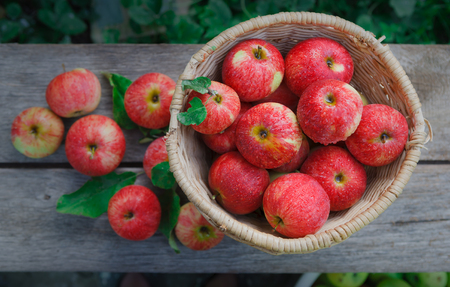 Wicker basket full of red and yellow ripe autumn apples top view background on rustic wood. Seasonal fruit gathering, fall harvest in apple garden, agriculture and farming conceptの写真素材