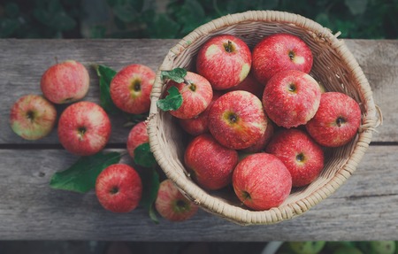 Wicker basket full of red and yellow ripe autumn apples top view background on rustic wood. Seasonal fruit gathering, fall harvest in apple garden, agriculture and farming conceptの写真素材