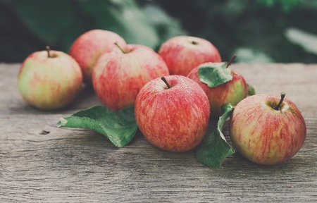 Red and yellow ripe autumn apples scattered on rustic wood background. Seasonal fruit gathering, fall harvest in apple garden, agriculture and farming conceptの写真素材