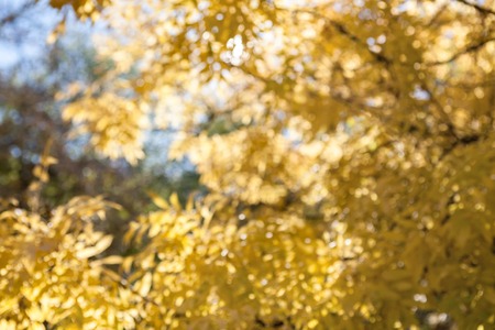 Autumn leaves and sky blurred background. Beautiful fall season trees with yellow foliage bokeh, forest in nature. Sunny daylight unfocusedの写真素材
