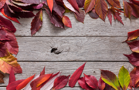 Autumn red rowan, aspen, maple and other leaves frame on rustic weathered old wood background with...