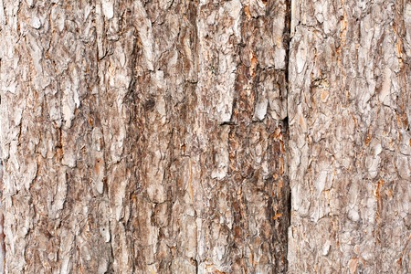 Natural tree bark plank texture. Untreated rustic wood background, rough timber plant surface....