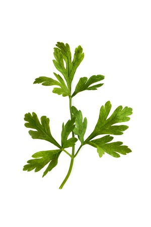 Parsley herb closeup isolated on white backgroundの写真素材