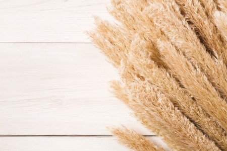 Autumn composition. Dried fluffy cattail or typha flower top view on white wood with copy space. Floral compositionの写真素材