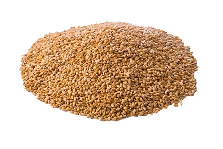 Processed organic golden wheat grains isolated on white background. Lots of seeds, top view. Harvest and farming, bread making agricultural business.の写真素材