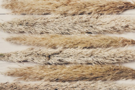 Dried white fluffy cattail or typha flower texture background, top view on white wood. Absract floral compositionの写真素材