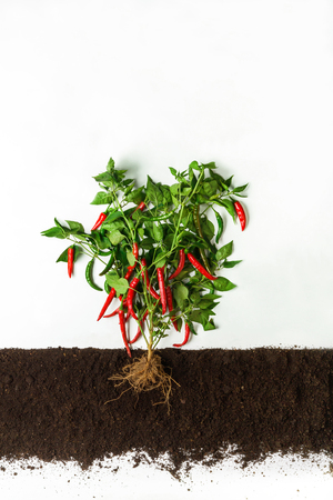 Chili pepper grow in ground, cross section, cutout collage. Healthy vegetable plant with leaves isolated on white background. Agricultural, botany and farming conceptの写真素材