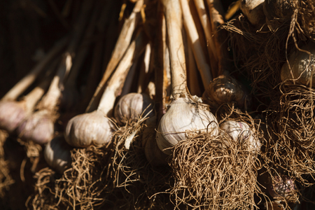Organic farming background. Dirty garlic bulbs fresh gathered on field at ecological farm, closeup. Harvest at agricultural production business. Natural healthy food outdoorsの写真素材