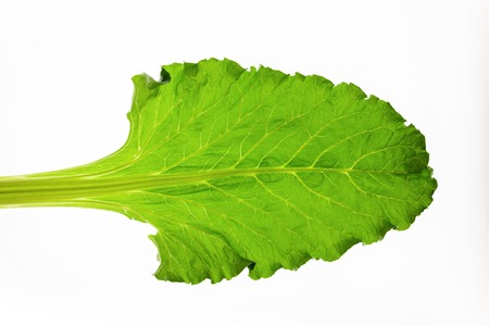 Edible green beetroot leaf isolated on white background. Studio image of vegetable and herb, healthy natural organic food, cooking ingredientの写真素材