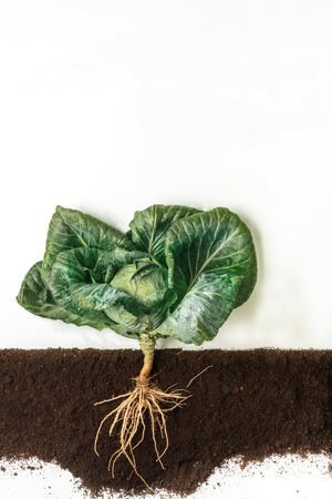 Cabbage grow in ground, cross section of soil, cutout collage. Growing plant with leaves and root system isolated on white background. Agricultural, botany and farming conceptの写真素材