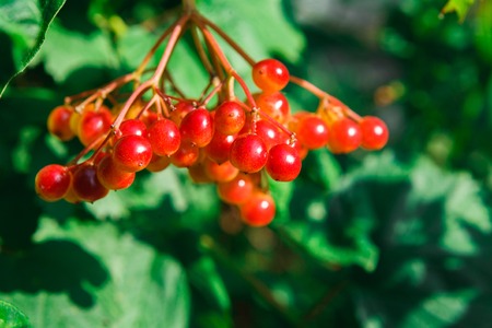 Red ripe fruits on guelder rose tree branch. Closeup of fresh organic viburnum with green leaves. Garden in village. Growing seasonal fruits, medicinal plants, harvest at farm, agricultural conceptの写真素材