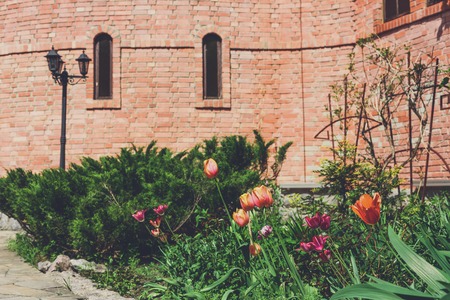 Red and pink tulips in summer garden near castle. Landscape design. Flowerbed and evergreen bushes.の写真素材
