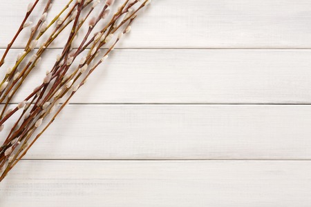 Spring flower composition. Pussy willow bunch top view on white wood with copy space. Floral compositionの写真素材