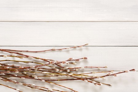 Spring flower composition. Pussy willow bunch top view on white wood with copy space. Floral compositionの写真素材