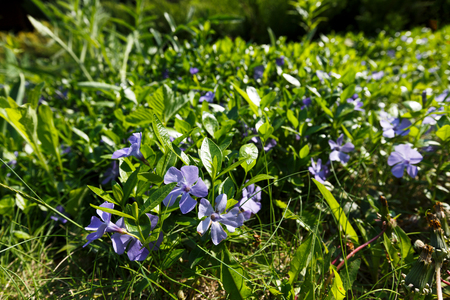 Blooming flowers, landscape design, gardening. Beautiful flower meadow in green spring garden, close-up, selective focus, copy spaceの写真素材