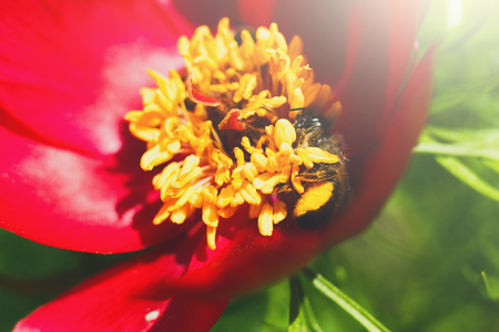 Floral background. Honey bee collecting nectar from pollen of red blooming flower, close-up, shallow depth of fieldの写真素材