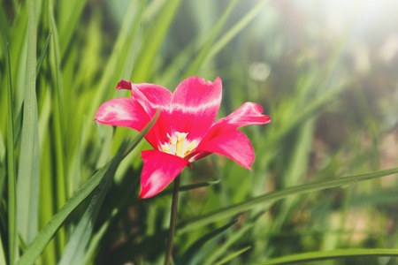 Spring holiday card, floral background. Open pink blossom tulip flower in garden, close-up, sunlightの写真素材