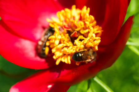 Floral background. Honey bee collecting nectar from pollen of red blooming flower, close-up, shallow depth of fieldの写真素材