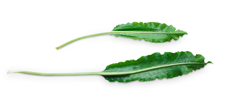 Green fresh leaf of horseraddish plant isolated on white backgroundの写真素材