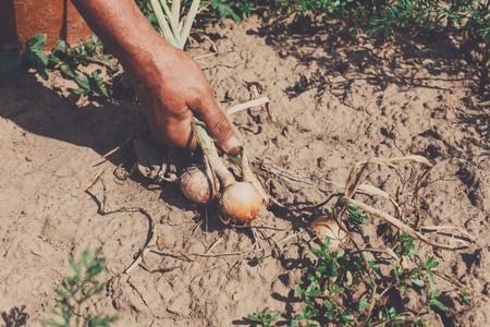 Organic garlic bulbs gathered at ecological farm in old farmers dirty hands. Harvest at agricultural...