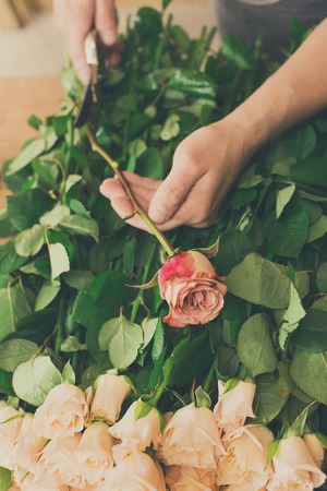 Florist hands closeup, cuts rose for bouquet in flower shop. Man assistant or owner in floral design...
